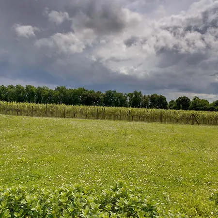 Le Clos Des Vignes *